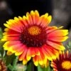 Arizona Sun Gaillardia -Plant Finder Shop arizona sun gaillardia 1 2