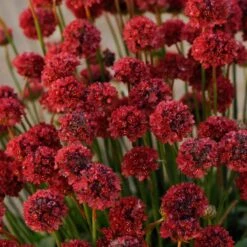 Ballerina Red Armeria -Plant Finder Shop armeria ballerina red cropped