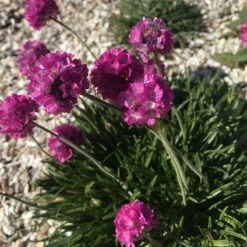 Rock Garden Collection 10 Rock Garden Collection -Plant Finder Shop armeria maritima