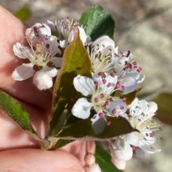 Viking Black Chokeberry (Aronia) 9 Viking Black Chokeberry (Aronia) -Plant Finder Shop aronia melanocarpa 1