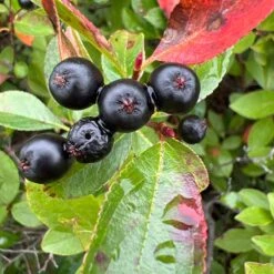 Viking Black Chokeberry (Aronia) 10 Viking Black Chokeberry (Aronia) -Plant Finder Shop aronia melanocarpa 2