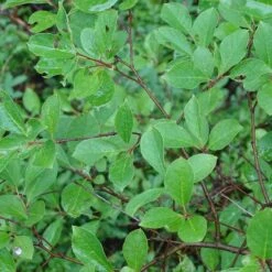 Viking Black Chokeberry (Aronia) 11 Viking Black Chokeberry (Aronia) -Plant Finder Shop aronia melanocarpa 3