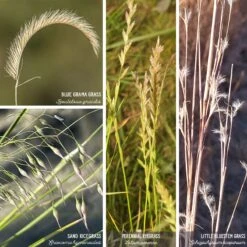 Western Trails Native Grass Seed Mix -Plant Finder Shop artboard 1 80