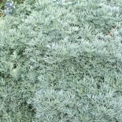 Powis Castle Artemisia -Plant Finder Shop artemisia powis castle close denver botanic