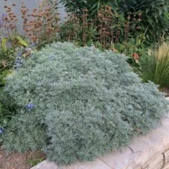 Powis Castle Artemisia -Plant Finder Shop artemisia powis castle whole plant denver botanic