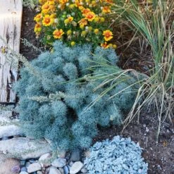 Seafoam Artemisia -Plant Finder Shop artemisia seafom nm