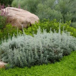 Drought Resistant Groundcover Collection -Plant Finder Shop artemisia versicolor sea foam david winger plant select