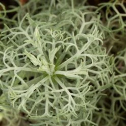 Seafoam Artemisia -Plant Finder Shop artemisia versicolor seafoam close up