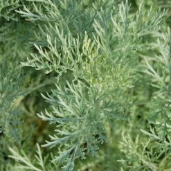 Powis Castle Artemisia -Plant Finder Shop artemisia powis caslte close up mike davvy