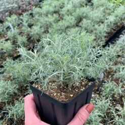 Seafoam Artemisia -Plant Finder Shop artemisia versicolor seafoam sq