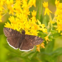 Hello Yellow Butterfly Weed -Plant Finder Shop asclepias hello yellow milkweed blooms