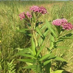 Rose Swamp Milkweed -Plant Finder Shop asclepias incarnata 3