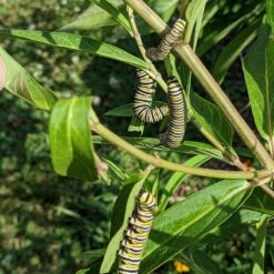 Rose Swamp Milkweed -Plant Finder Shop asclepias incarnata 4