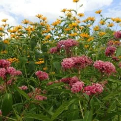 Rose Swamp Milkweed -Plant Finder Shop asclepias incarnata 5