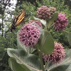 Showy Pink Milkweed -Plant Finder Shop asclepias speciosa 2 cust photo