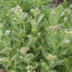 Showy Pink Milkweed -Plant Finder Shop asclepias speciosa 3