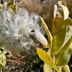 Davis Showy Milkweed -Plant Finder Shop asclepias speciosa pod daviswwg