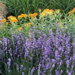 Sharon Roberts English Lavender -Plant Finder Shop asclepias western gold mix lavandula angust sharon roberts 1