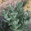 Davis Showy Milkweed -Plant Finder Shop asclepias speciosa davis whole plant 1 2