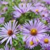 Raydon's Favorite Aromatic Aster -Plant Finder Shop ast oblo raydonsfavorite northcreek nurseries cropped