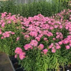 Honeysong Pink New England Aster -Plant Finder Shop aster honeysong pink 1
