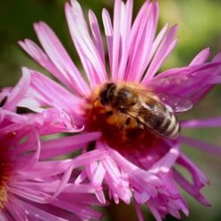 Honeysong Pink New England Aster -Plant Finder Shop aster honeysong pink bee