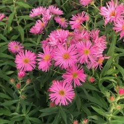 Honeysong Pink New England Aster -Plant Finder Shop aster honeysong pink closeup