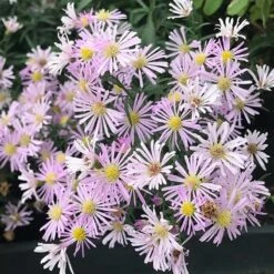 Superstar Aster Collection -Plant Finder Shop aster oblongifolius dream of beauty close up cropped 1