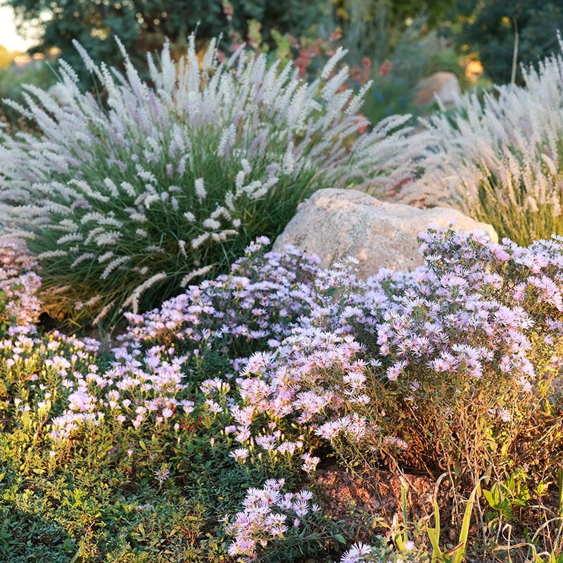 Dream Of Beauty Aromatic Aster 4 Dream Of Beauty Aromatic Aster - Image 2