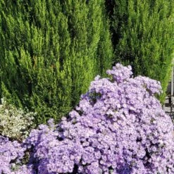 Raydon's Favorite Aromatic Aster -Plant Finder Shop aster oblongifolius raydons favorite pr2