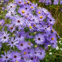 Raydon's Favorite Aromatic Aster -Plant Finder Shop aster oblongifolius raydons favorite 1