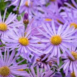 Monch Frikart's Aster -Plant Finder Shop aster x frikartii m nch flower close up