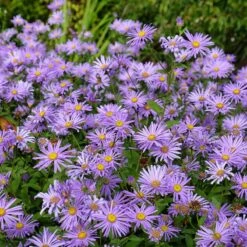Monch Frikart's Aster -Plant Finder Shop aster x frikartii m nch flowers garden