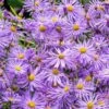 Monch Frikart's Aster 2 Monch Frikart's Aster -Plant Finder Shop aster x frikartii m nch garden