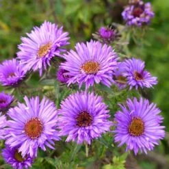 Summer Dreams Pre-Planned Garden -Plant Finder Shop aster purple dome close up cropped 1