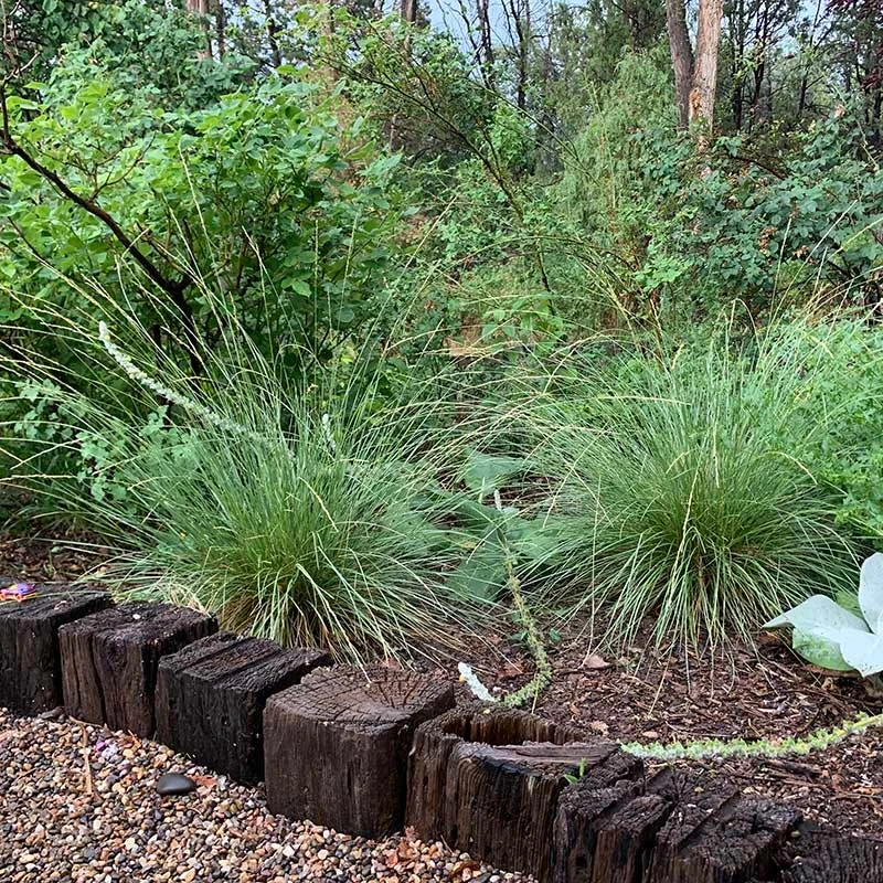 Atlas Fescue Grass 4 Atlas Fescue Grass - Image 2