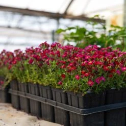 Axcent™ Burgundy Aubrieta -Plant Finder Shop aubrieta axcent burgundy clinton 3