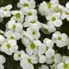 Axcent™ White Aubrieta -Plant Finder Shop aubrieta axcent white 1