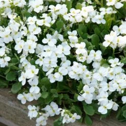Axcent™ White Aubrieta -Plant Finder Shop aubrieta axcent white 3