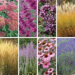 August Afternoons Pre-Planned Garden -Plant Finder Shop august afternoons 9 19 25