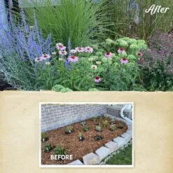 August Afternoons Pre-Planned Garden -Plant Finder Shop august afternoons before after