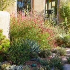 Furman's Red Texas Salvia 13 Furman's Red Texas Salvia -Plant Finder Shop ava salman nm 6999.sq