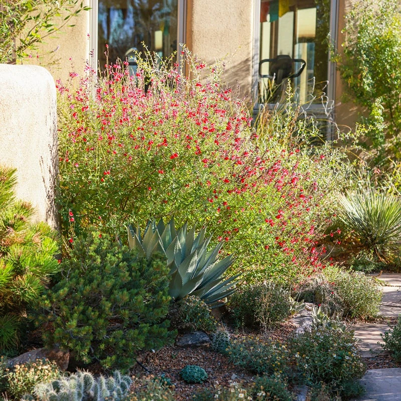 Furman's Red Texas Salvia 8 Furman's Red Texas Salvia - Image 6