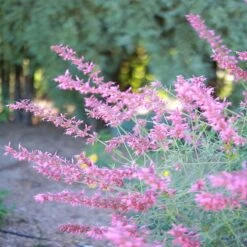 August Afternoons Pre-Planned Garden -Plant Finder Shop ava agastache sq
