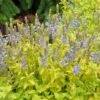 Aztec Gold Veronica 2 Aztec Gold Veronica -Plant Finder Shop aztec gold veronica 1 2