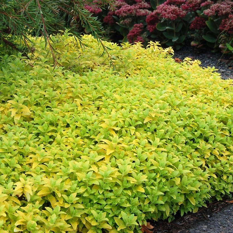 Aztec Gold Veronica 4 Aztec Gold Veronica - Image 2