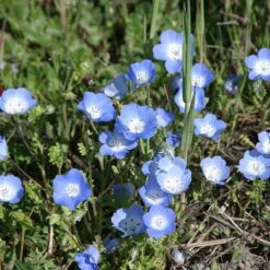 Alternative Lawn Wildflower Seed Mix -Plant Finder Shop baby blue eyes 1