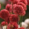 Ballerina Red Armeria -Plant Finder Shop ballerina red armeria 1