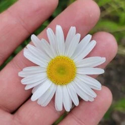 Becky Shasta Daisy 7 Becky Shasta Daisy -Plant Finder Shop becky shasta daisy 2