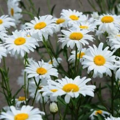 Blowin' In The Wind Collection -Plant Finder Shop becky shasta daisy square